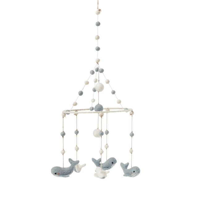 D200146, Follow Me Whale