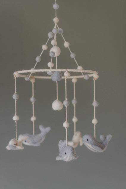 D200146, Follow Me Whale