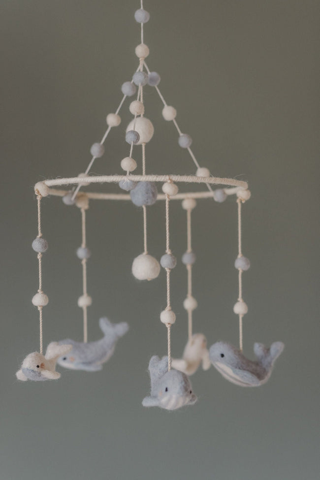 D200146, Follow Me Whale