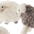 Baa Baa Sheep