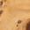 Burl