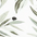 Olive Branches