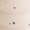 Vanilla Confetti